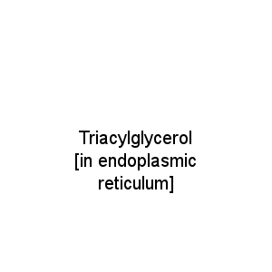 Triacylglycerol [in endoplasmic reticulum]
